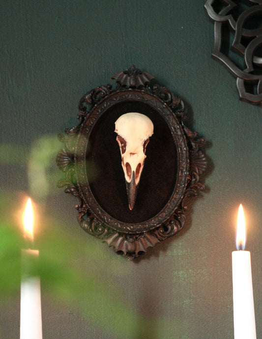 Framed Crow Skull Wall Art